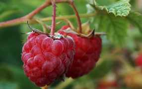 Малина на ветке