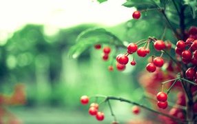 Красные ягоды на дереве