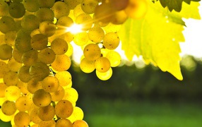Спелый виноград