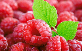 Спелая малина