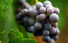 Виноградная лоза