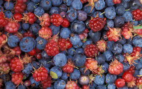 Лесное ассорти