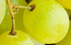 Желтый виноград