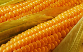 Спелая кукуруза