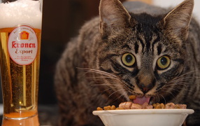 Кот и пиво