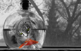 Котяра и рыбка