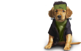 Собачья одежда Сантехник
