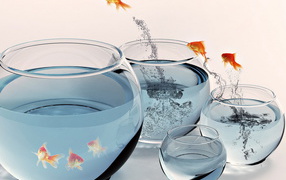 Золотые рыбки