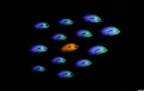 Мобильный сканер животных