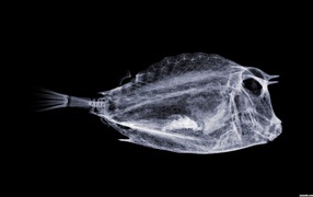 Мобильный сканер рыбы