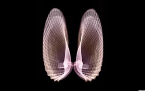 Сканер на пляже