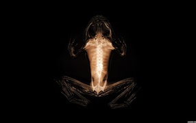 Сканер плоти