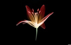 Scanner flower