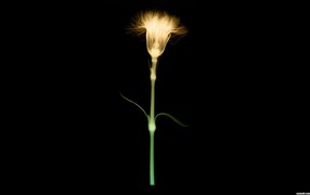 Сканер растения