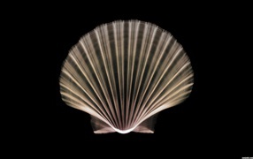 Сканер на море