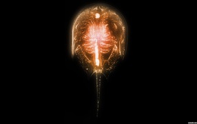 Сканер Морского ската