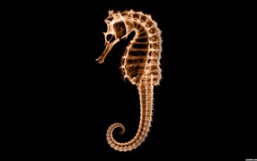 Сканер насквозь