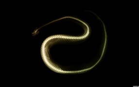 The lumen of the snake