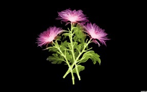 Лучи сканера