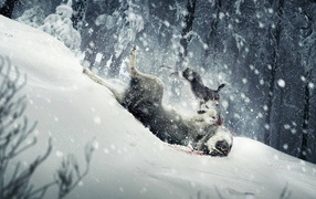 Взбесившийся кролик