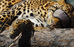 Спящая киса