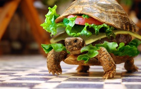 Tortoise - burger
