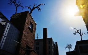 Деревья на крыше