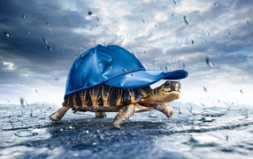 Черепаха в кепке