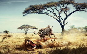 Zebra has hit upon lion