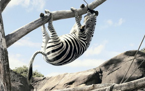 Зебра на ветке