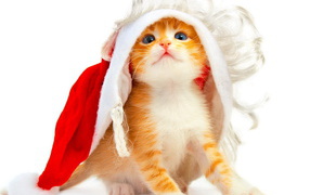 Котенок под колпаком