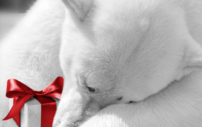 Белый медведь с подарком