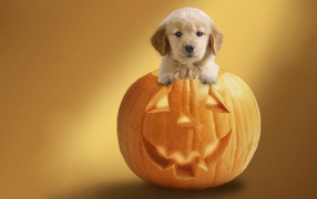 Dog in pumpkin