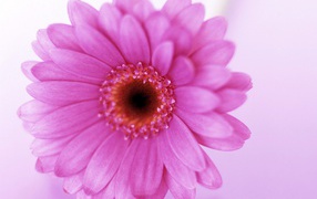 Цветок для любимой жены