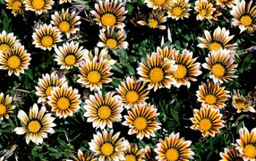 Прекрасные цветы