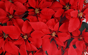 Великолепные  цветы к 8 марта