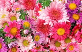 Красивые цветы на 8 марта