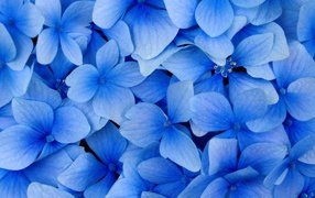 Blue flowers as a gift on March 8