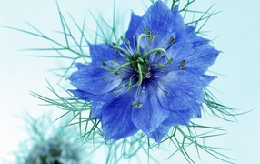 Синий цветок для моей любимой