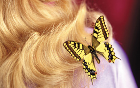 Butterfly on March 8