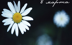Ромашка 8 марта