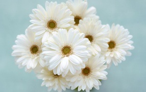 Ромашки для любимой девчонки