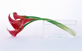 Нежный цветок на праздник 8 марта