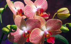 Экзотические цветы на 8 марта