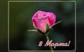 Цветок 8 Марта