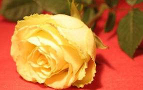 Цветок на 8 марта