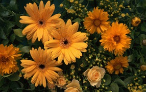 Цветы любимой женщине