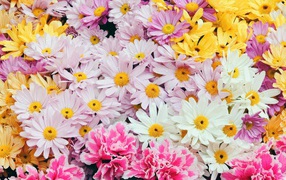 Цветы дорогим женщинам