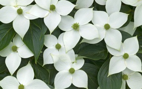 Цветы любимым дамам