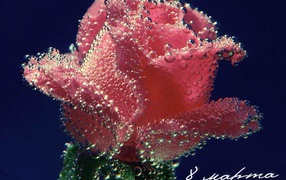 Цветок в подарок женщине